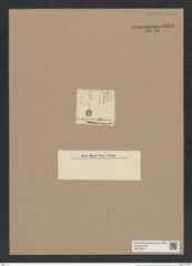 Stictodiscus sp. (de-Toni-Nr.: Genus 205) Zeichnungen Sammlung Grunow Nr. 9066 (NHMW-BOT-W0378813)